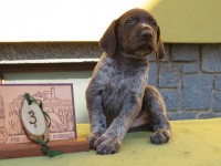 /album/fotogalerie-vrh-z/3-pes-hnedy-belous-1-jpg1/